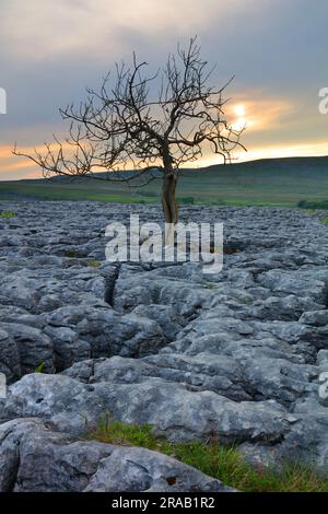 Arbre isolé qui pousse sur un pavé calcaire, parc national de Yorkshire Dales, Angleterre, Royaume-Uni. Banque D'Images
