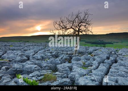 Arbre isolé qui pousse sur un pavé calcaire, parc national de Yorkshire Dales, Angleterre, Royaume-Uni. Banque D'Images