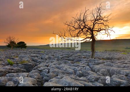 Arbre isolé qui pousse sur un pavé calcaire, parc national de Yorkshire Dales, Angleterre, Royaume-Uni. Banque D'Images