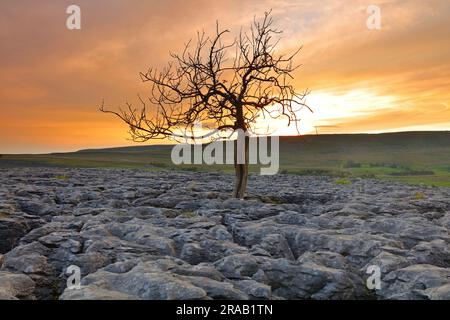 Arbre isolé qui pousse sur un pavé calcaire, parc national de Yorkshire Dales, Angleterre, Royaume-Uni. Banque D'Images