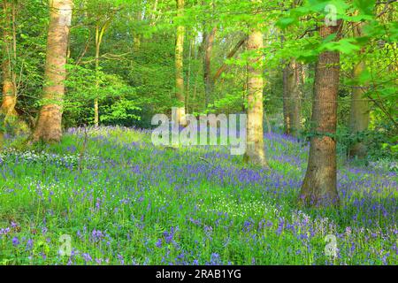 Lumière en fin d'après-midi à Bluebell Woodland à Shincliffe, Durham, comté de Durham, Angleterre, Royaume-Uni. Banque D'Images