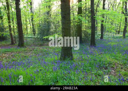 Lumière en fin d'après-midi à Bluebell Woodland à Shincliffe, Durham, comté de Durham, Angleterre, Royaume-Uni. Banque D'Images