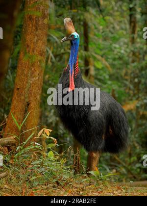 Casuarius casuarius de sud - casuarius aussi Double-watthée ou australienne ou deux-watthée cowary, grand oiseau noir sans vol, ratite lié à la TH Banque D'Images