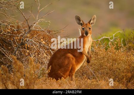 Commune Wallaroo - Osphranter robustus également appelé euro ou colline Wallaroo, principalement nocturne et solitaire, bruit sifflant fort, sexuellement dimorphique, comme m Banque D'Images