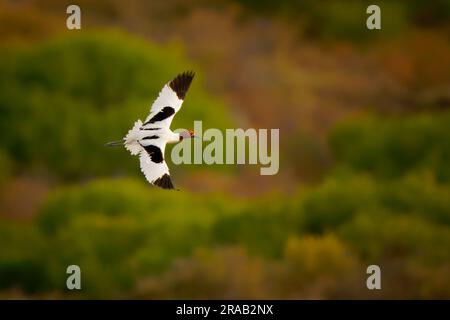 Volante Avocet à col rouge - Recurvirostra novaehollandiae également avocat australien ou Cobbler, nain de cobbler, et lady peinte, noir et blanc endémique b Banque D'Images