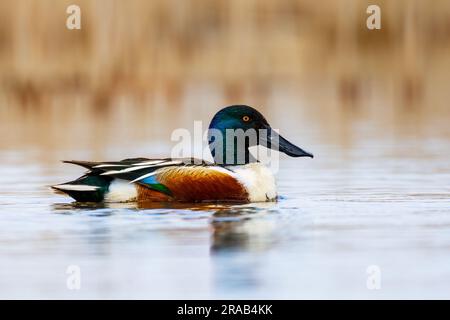 Vue latérale d'un canard mâle Northern Shoveler Banque D'Images