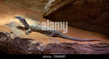 Moniteur pygmée à queue striée, Varanus caudolineatus, portrait Banque D'Images