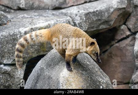 South American coati ou ring-tailed coati (Nasua nasua) Banque D'Images