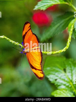 Papillon orange Julia connu sous le nom de Dryas Julia dans un Wilhelma botanique. Stuttgart, Allemagne, Europe Banque D'Images