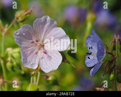 Formes bleues et blanches de la prairie indigène du Royaume-Uni Cranesbill, Geranium pratense, une plante de jardin de chalet classique Banque D'Images