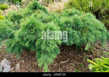 Cèdre à croissance lente du Liban, Cedrus libani 'Katere', bas, pendulaire, prostré, Cultivar, Rockery, jardin attrayantes aiguilles bleu-vert de longueur moyenne Banque D'Images