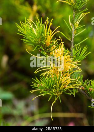 Aiguille comme les feuilles et les fleurs jaunes épidereuses de l'arbuste à moitié endurci australien, Grevillea juniperina F. sulfurea Banque D'Images