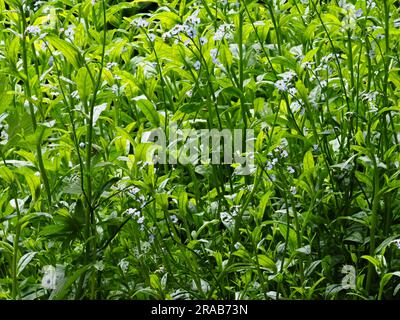 Fleurs bleues de l'été florissant marginal aquatique robuste vivace, Myosotis scorpiodes, l'eau ne m'oublie pas Banque D'Images