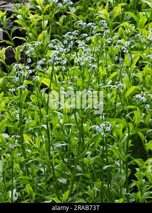 Fleurs bleues de l'été florissant marginal aquatique robuste vivace, Myosotis scorpiodes, l'eau ne m'oublie pas Banque D'Images