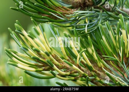 Pinus parviflora, aiguilles, en gros plan, PIN blanc du Japon Pinus parviflora 'Shikoku' Banque D'Images