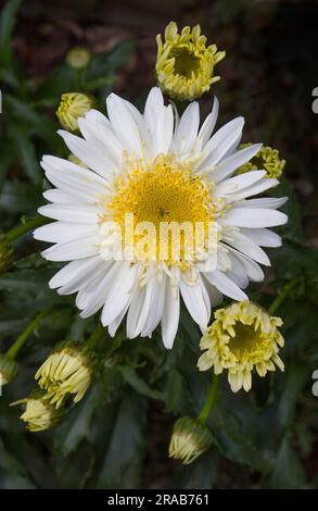 Leucanthemum x superbum Banque D'Images