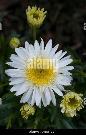 Leucanthemum x superbum Banque D'Images