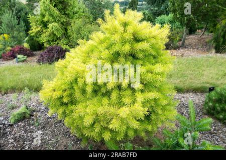 PIN écossais Pinus sylvestris arbre de jardin Pinus sylvestris aiguilles jaunes PIN écossais Pinus feuillage PIN cultivar Pinus sylvestris 'Trollalup' Beautiful Banque D'Images