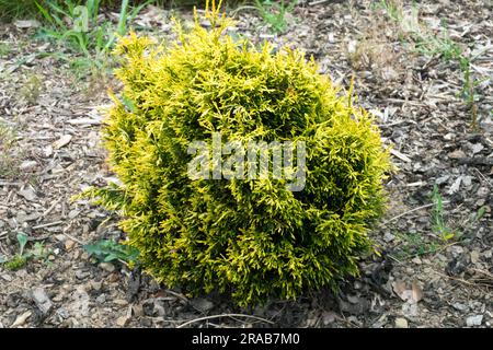 Nain de jardin de Thuja plicata, Thuja plicata 'Cuprea' Banque D'Images