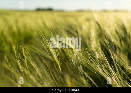 Orge de grain vert poussant sur le champ. L'orge verte devient jaune doré. Jeunes oreilles mûres se balançant sur le vent. Banque D'Images