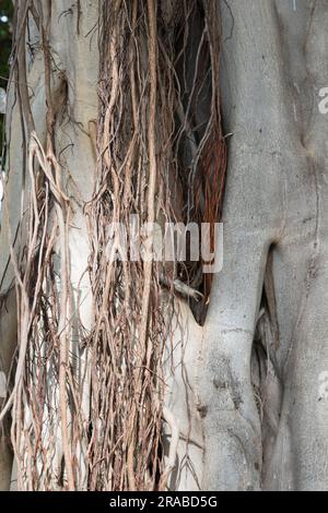 Un aperçu en gros plan des différentes racines d'un tee-shirt Hawaiian Banyan dans un Honolulu Park. Banque D'Images