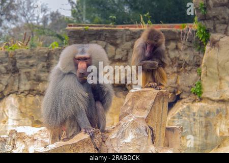 Le babouin Hamadryas : une espèce primate dans un zoo Banque D'Images