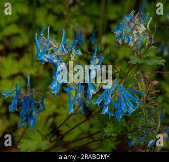 Corydalis flexuosa 'China Blue' Banque D'Images