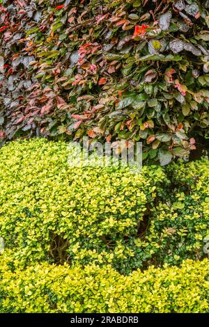 Couverture de contraste. Hêtre cuivré (Purple Beech. Fagus sylvatica 'Purpurea') au-dessus d'une haie basse de Box (Buxus). Banque D'Images