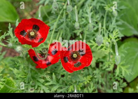 Papaver Commutatum 'Ladybird'. Fleurs de coquelicot rouge avec des taches noires. Banque D'Images