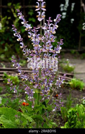 Fleurs de Salvia Sclarea (Salvia Clary). Également connu sous le nom de sauge biennale clary, Clear Eye, Clear-Eyes, Herb clary, See-Bright. Banque D'Images