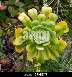 Aeonium Zwartkop (Aeonium arboreum Schwartzkopf) Ce vert, caoutchouteux, succulent devient rouge avec l'âge. Aussi connu sous le nom arbre houseleek. Banque D'Images