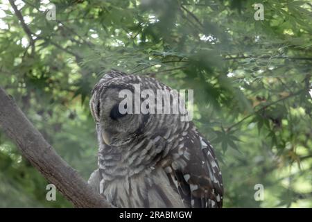 Photo isolée d'un hibou barré Banque D'Images