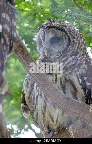 Photo isolée d'un hibou barré Banque D'Images