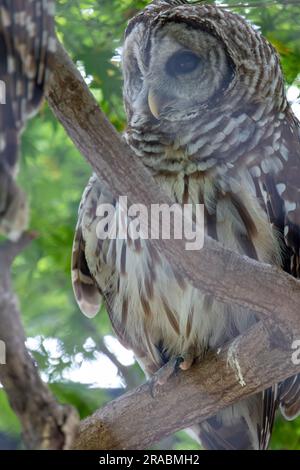 Photo isolée d'un hibou barré Banque D'Images