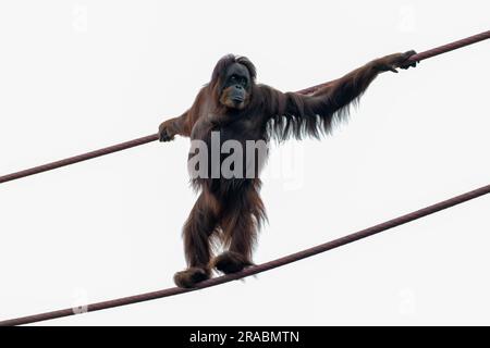 Cordages d'escalade d'orangs-outan dans l'air Banque D'Images