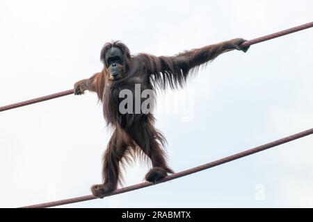 Cordages d'escalade d'orangs-outan dans l'air Banque D'Images