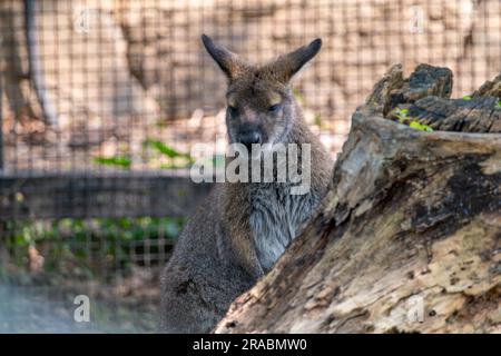 Un Wallaby fatigué en captivité Banque D'Images