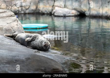 Lion de mer de Californie reposant au bord de l'eau Banque D'Images