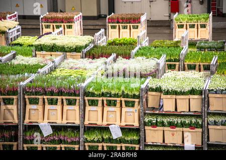Boîtes aux fleurs à la vente aux enchères de fleurs Flora Holland aux pays-Bas Banque D'Images
