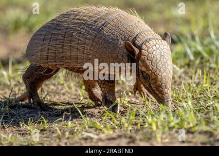 Un armadillo ( Euphractus sexcinctus) à six bandes fourre des insectes, des fourmis, des charognes et du matériel végétal dans le Pantanal sauvage et reculé du Brésil. Banque D'Images