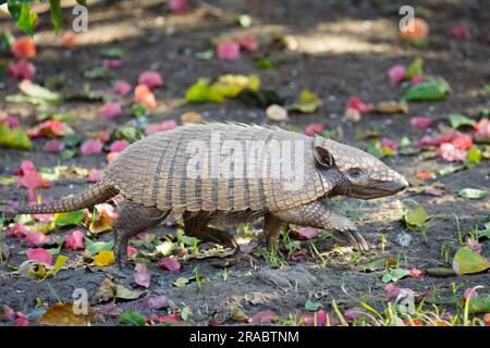 Un armadillo ( Euphractus sexcinctus) à six bandes fourre des insectes, des fourmis, des charognes et du matériel végétal dans le Pantanal sauvage et reculé du Brésil. Banque D'Images