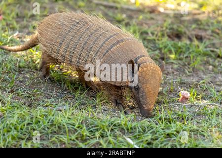 Un armadillo ( Euphractus sexcinctus) à six bandes fourre des insectes, des fourmis, des charognes et du matériel végétal dans le Pantanal sauvage et reculé du Brésil. Banque D'Images