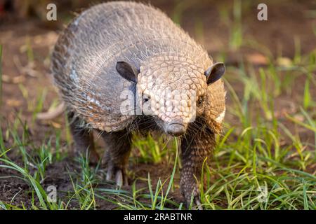 Un armadillo ( Euphractus sexcinctus) à six bandes fourre des insectes, des fourmis, des charognes et du matériel végétal dans le Pantanal sauvage et reculé du Brésil. Banque D'Images