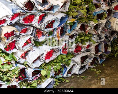 Dans le marché aux fleurs animé de Bangkok, en Thaïlande, les paquets de roses pourpres sont soigneusement enveloppés dans les journaux, créant une vue charmante pour la visite Banque D'Images