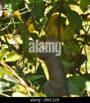 Écureuil gris de l'est dans un arbre, manger des baies. Banque D'Images