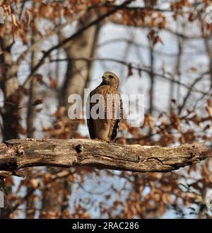 Buse à épaulement rouge perchée sur un arbre. Banque D'Images