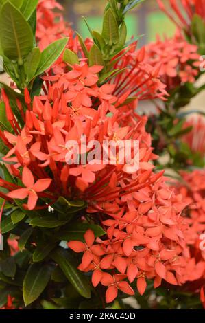 Rose Ixora coccinea (également connu sous le nom de géranium de la jungle, flamme des bois ou flamme de la jungle ou pendule) Banque D'Images