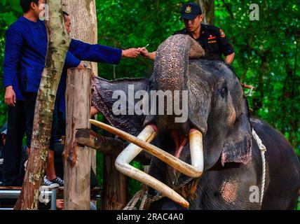Thaïlande. 02nd juillet 2023. Les vétérinaires et Mahout du Thai Elephant conservation Center vérifient 'sak Surin' l'éléphant thaïlandais à l'hôpital d'éléphants de Lampang. Un éléphant malade qui n'aurait pas été bien entretenu à Sri Lanka. « sak Surin » est l'un des trois éléphants que le gouvernement royal thaïlandais a donné au gouvernement du Sri Lanka depuis 2001. (Photo de Pongmanat Tasiri/SOPA Images/Sipa USA) crédit: SIPA USA/Alay Live News Banque D'Images