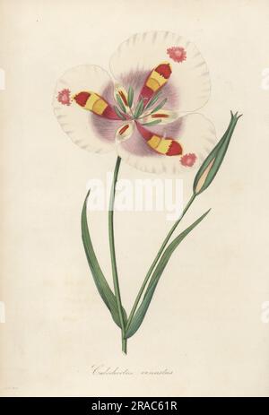 Papillon mariposa Lily ou belle calochortus, Calochortus venustus. Envoyé par le botaniste écossais David Douglas de Californie. Gravure en couleur manuscrite de Joseph Paxton’s Magazine of Botany, et Register of Floraison plants, Volume 1, Orr and Smith, Londres, 1834. Banque D'Images