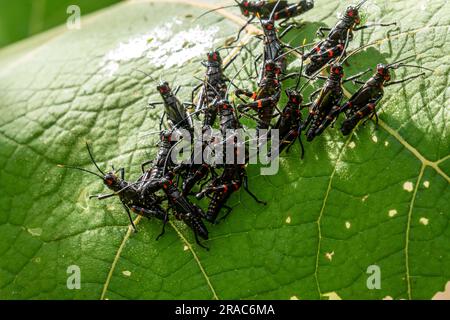 Nymphes Chromacris psittacus dans la forêt amazonienne, espèces en dehors de son habitat naturel, Tingo Maria, Huanuco, Perú. Banque D'Images